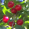 play Flowering Cherry-Tree
