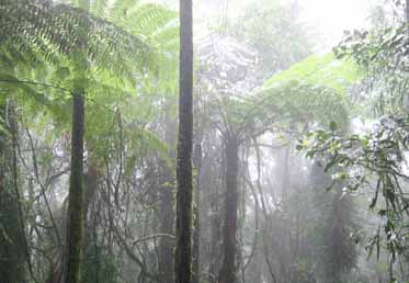 regnskog i Australien (foto: Jan Doversand)