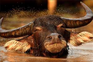 Water buffalo in Thailand