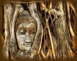buddha in tree