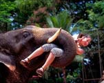 elephant show thailand