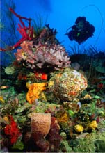 coral reef koh similan islands