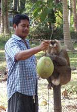monkey work coconut