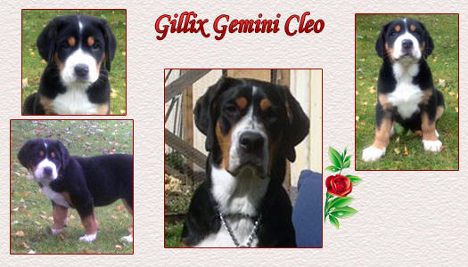 Gillix Gemini Cleo